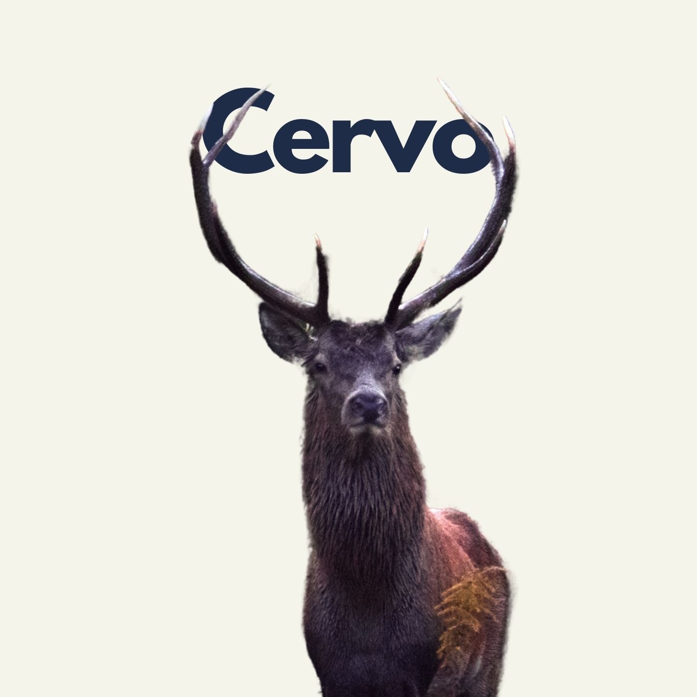 Fuori Traccia: Cervo