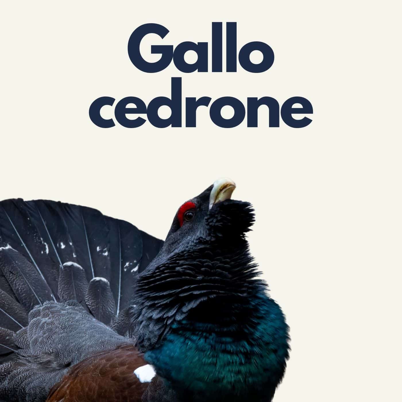 Gallo Cedrone