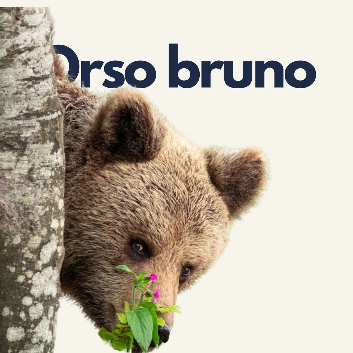 Orso Bruno